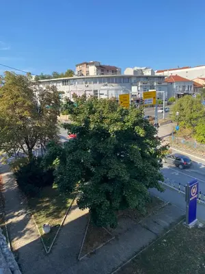 a large tree on the side of a city street at Cozy Trg in Lazarevac