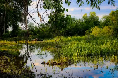 a body of water with grass and trees at Zmaj Ognjeni Etno Concept in Kupinovo