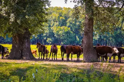 a herd of cows standing in a field between two trees at Zmaj Ognjeni Etno Concept in Kupinovo