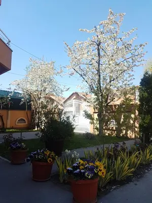 a group of flowers in pots in a yard at Apartments Bella Mare Belgrade in Belgrade