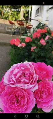 a group of pink roses in a garden at \ua564 Comfy Home \ua564 - Make yourself at home in Belgrade
