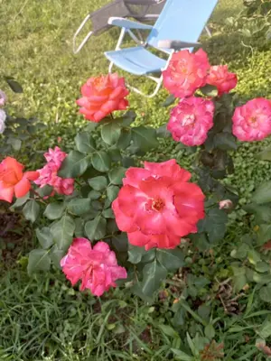 a bunch of pink flowers in front of a chair at \ua564 Comfy Home \ua564 - Make yourself at home in Belgrade