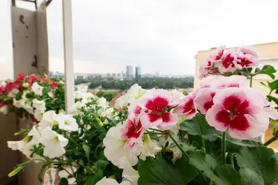 a bunch of pink and white flowers in a window at Ugi house - City Center in Belgrade