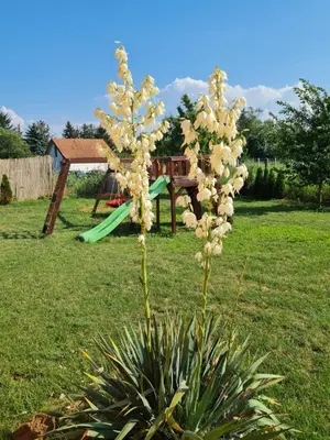 a plant in a yard with a playground in the background at Vila Tea Fruska Gora in Čortanovci