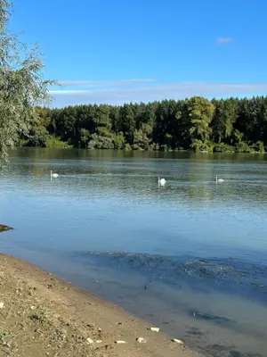 a group of swans swimming in a lake at Kuca na Dunavu in Belgrade