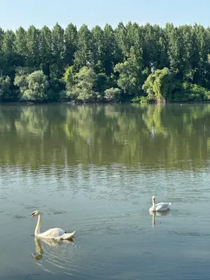 two swans swimming in a large body of water at Kuca na Dunavu in Belgrade