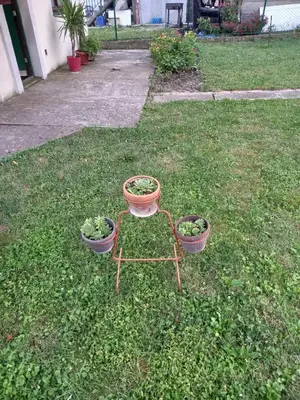 two potted plants on a table in the grass at Surcin center house in Surčin