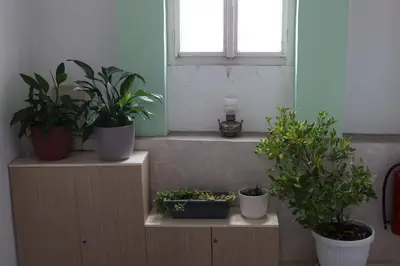 a group of potted plants sitting on shelves under a window at Apartment Mina in Belgrade