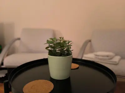 a potted plant sitting on top of a table at Apartman Quality in Voždovac