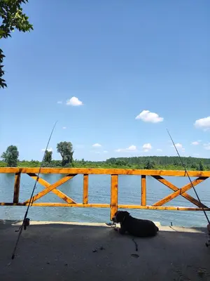 a dog laying on the ground next to a fence at Vikendica Tisa Dukatar in Titel