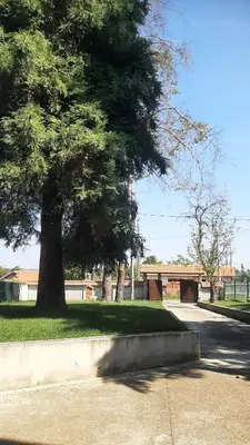 a tree in a park with a bridge in the background at Green Oasis 30 km from downtown Belgrade in Gaglovo
