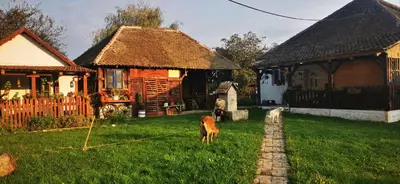 two dogs standing in the grass in front of a house at Etno domaćinstvo Miris Bosiljka in Mislođin