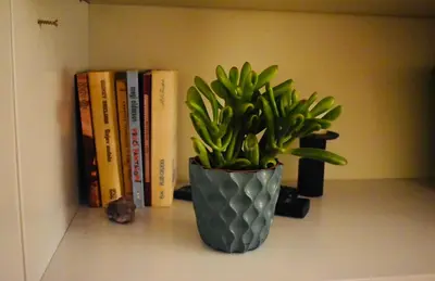 a plant in a vase on a shelf with books at Apartman 23 in Kanarevo Brdo