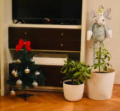 a living room with a christmas tree and potted plants at Apartman 23 in Kanarevo Brdo