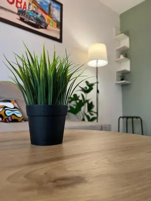 a black potted plant sitting on a wooden table at Under the Pine in Belgrade
