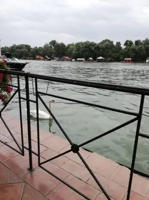 a swan swimming in a body of water at Atelje 11 in Belgrade
