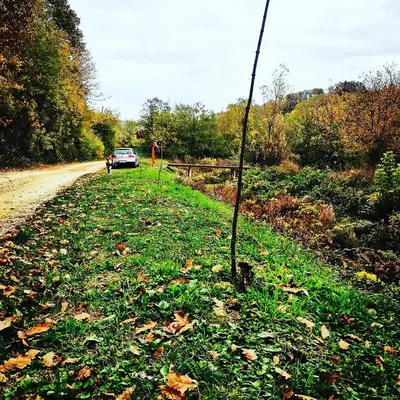 a car driving down a dirt road with a tree at Imanje in Arandjelovac