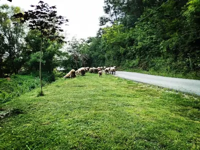 a herd of animals walking down a road at Imanje in Arandjelovac