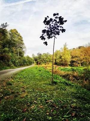 a tree on the side of a road at Brvnara in Arandjelovac