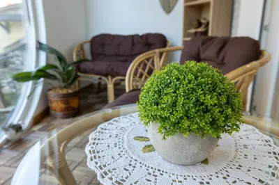 a potted plant sitting on a glass table at Vividlux Apartments in Arandjelovac