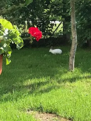 a white cat sitting in the grass next to a tree at Apartmani Vlaška in Vlaška
