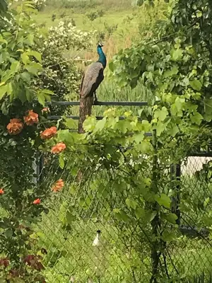 a painting of a peacock sitting on a fence at Apartmani Vlaška in Vlaška