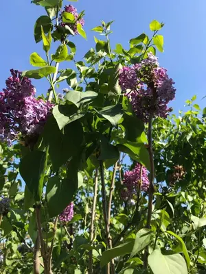 a bunch of purple flowers on a tree at Apartmani Vlaška in Vlaška
