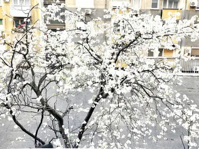 a tree with white flowers on it in a city at Erste City Apartment in Sajmište