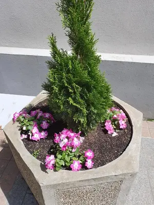 a planter with pink flowers and a potted plant at Apartment Resavska in Belgrade