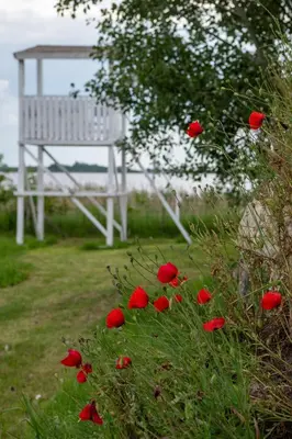 a bunch of red flowers next to a white bench at Carska oaza in Lukino Selo