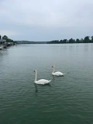 three swans swimming in the water on a lake at Kuća za proslave i odmor ZMAJEVO GNEZDO in Pe°ani