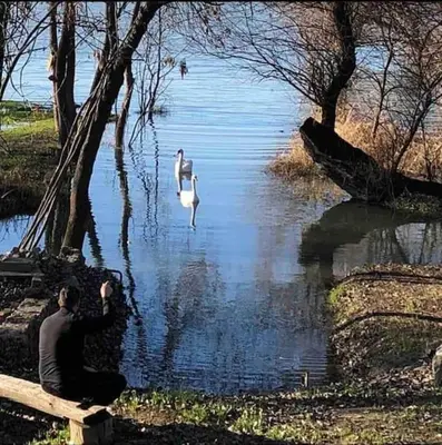 a man sitting on a bench looking at two swans in the water at River House in Belgrade