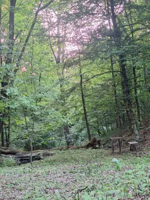 a park with a bench in the middle of a forest at Vikendica WoodNook Kosmaj - Šumski kutak in Sopot