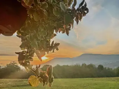a close up of a plant with a sunset in the background at Brvnara Staničić in Arandjelovac