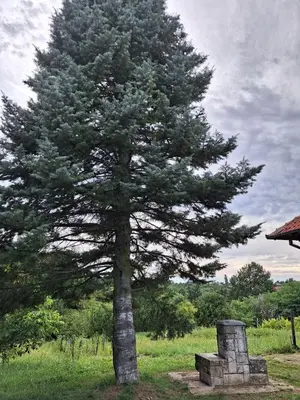 a pine tree in a field with a bench at Kosmajski Beg: Vaša privatna vikendica sa bazenom in Nemenikuće
