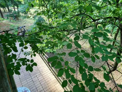 a view of a park through the leaves of a tree at Šumski raj Lipovica in Lipovica