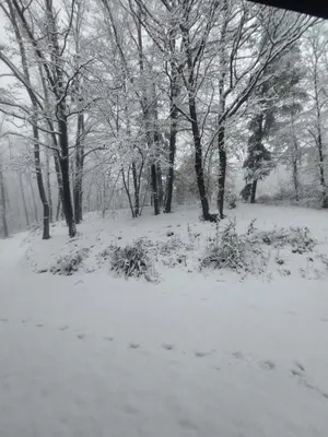 a snow covered field with trees in the background at Šumski raj Lipovica in Lipovica