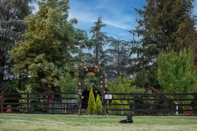 a black dog sitting in the grass near a fence at Čajnički katun-čardak in Grabovac