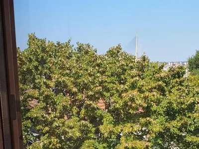 a tree with green leaves in front of a building at Ada mall-Beograd 2 bedroom in Čukarica