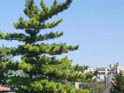 a pine tree in the city at Ada mall-Beograd 2 bedroom in Čukarica