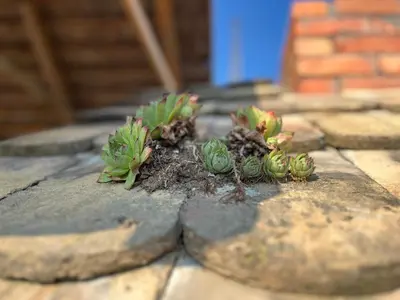 two small plants sitting on top of a stone floor at Čajića avlija in Obrenovac