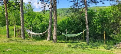a hammock hanging from trees in a forest at Vila Felicita in Sremski Karlovci
