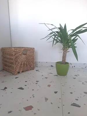 a plant in a green pot sitting on a floor at Apartment Ivon in Belgrade
