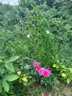 two pink roses in front of a fence at Kosmaj Ruža vetrova in Sopot