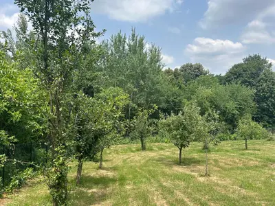 a group of trees in a field with grass at Kosmaj Ruža vetrova in Sopot