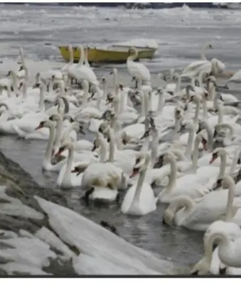 a large flock of white birds in the water at Magistar in Zemun
