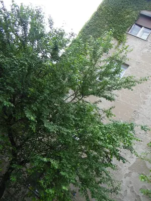 a tree is in front of a building at Apartment Vracar in Belgrade