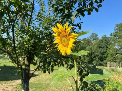 a large yellow sunflower is growing in a field at La Corte Delle Rose UB in Ub