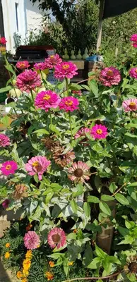 a bunch of pink flowers in a garden at La Corte Delle Rose UB in Ub