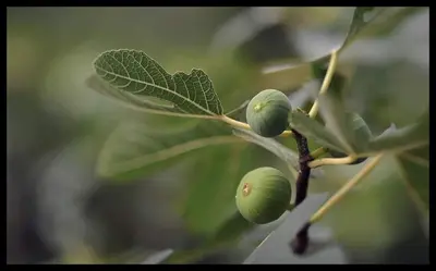 a branch of a tree with green fruit on it at Kućica Osmeha in Donja Ralja